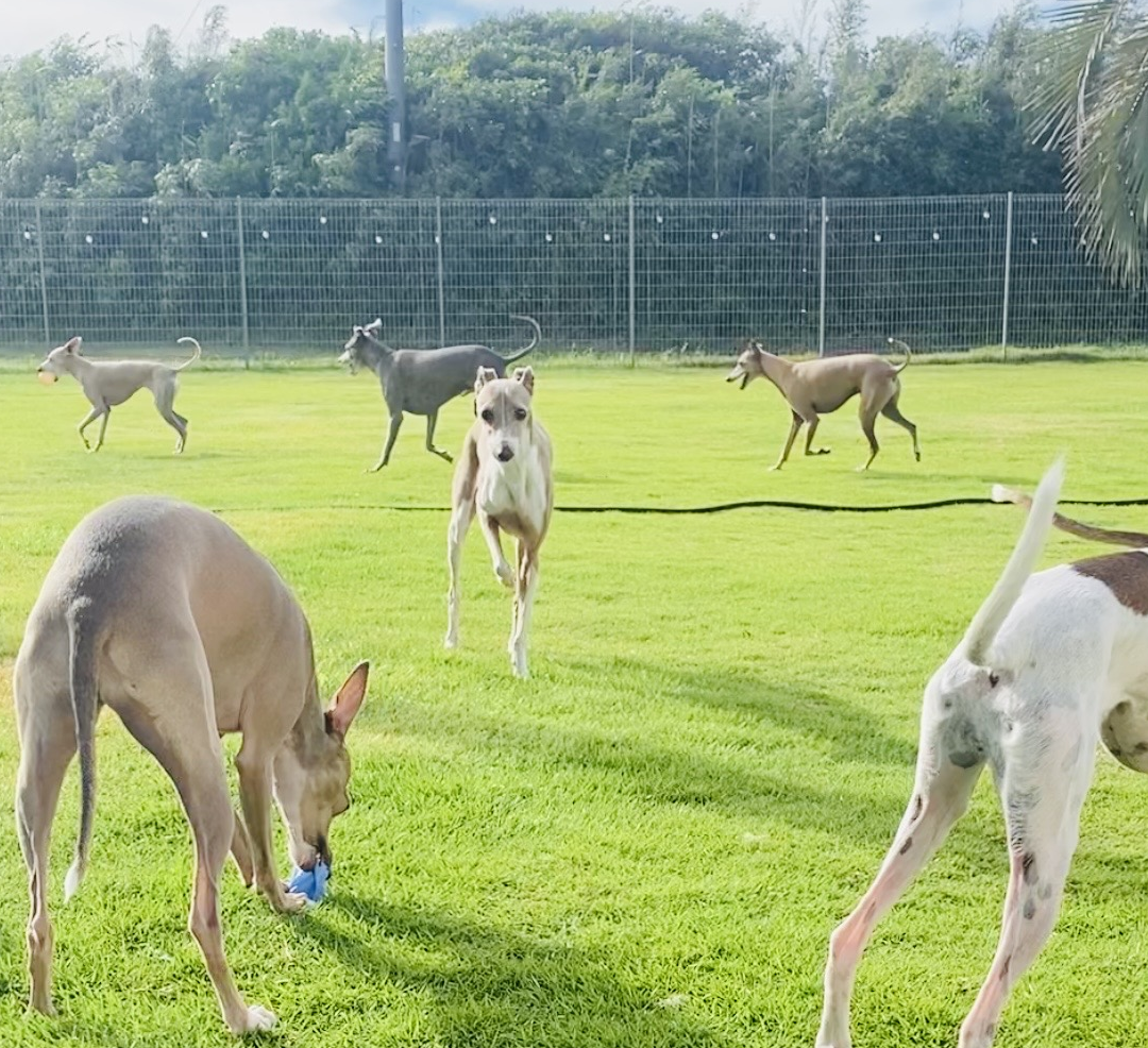 スライドショー1