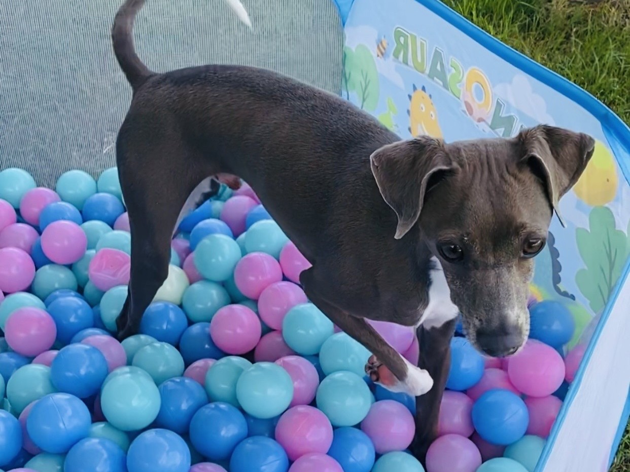 スライドショー2